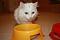 My Cats
