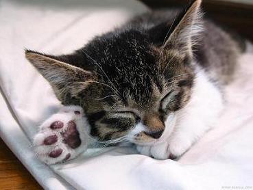 http://www.outuo.net/vbulletin/signaturepics/sigpic155_3.gif